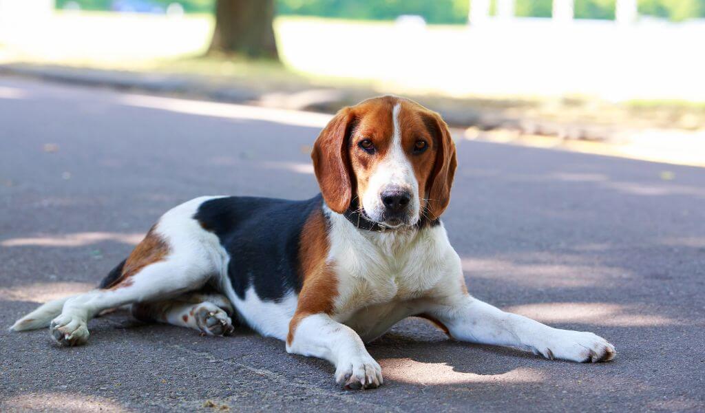 American Foxhound dog