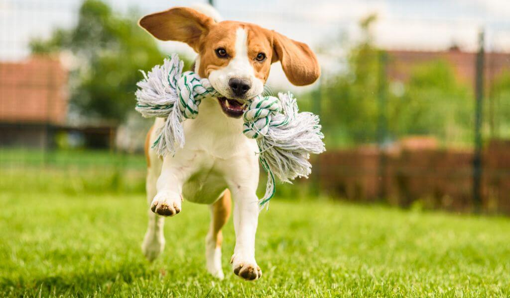 beagle dog 