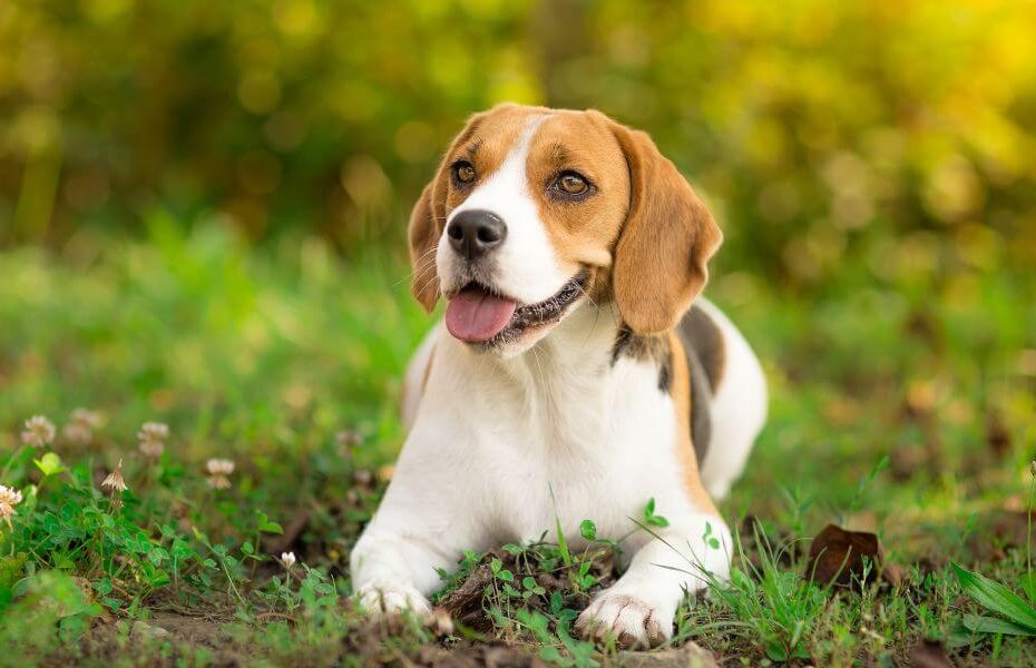 beagle dog