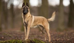 Belgian Malinois Dog