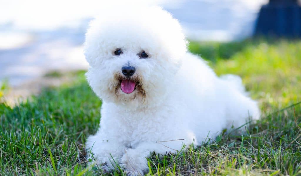 Bichon Frise