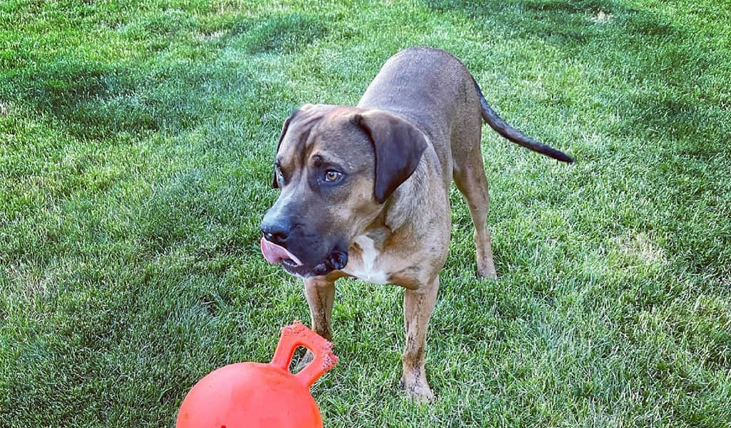 Mastiff Boxer Mix