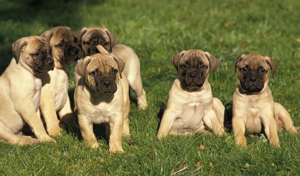 Bullmastiff puppies