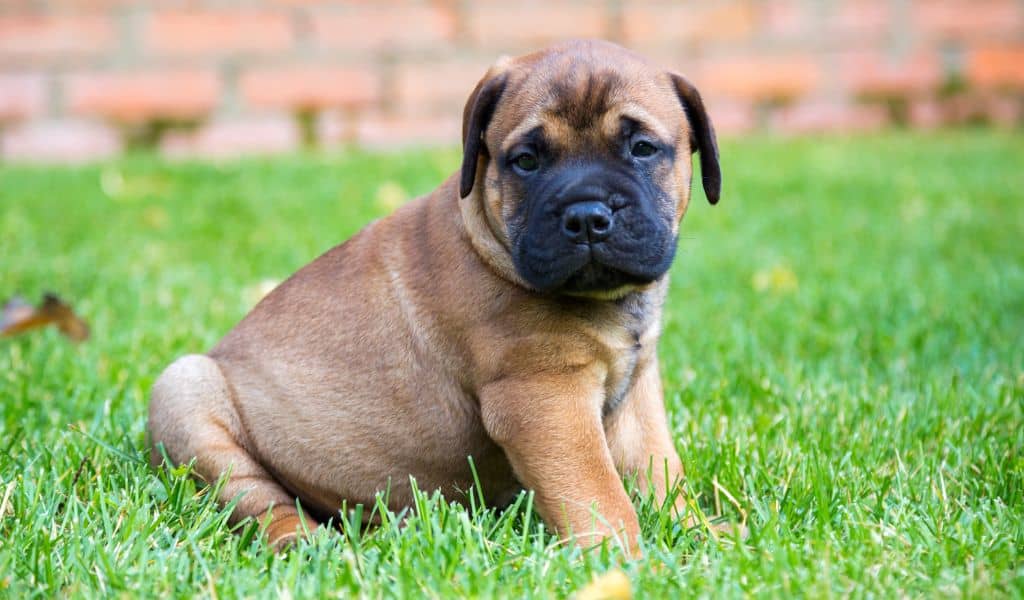 Bullmastiff puppy