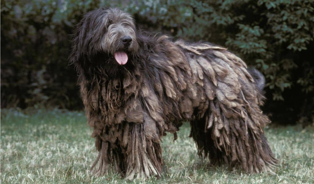 Catalan Sheepdog