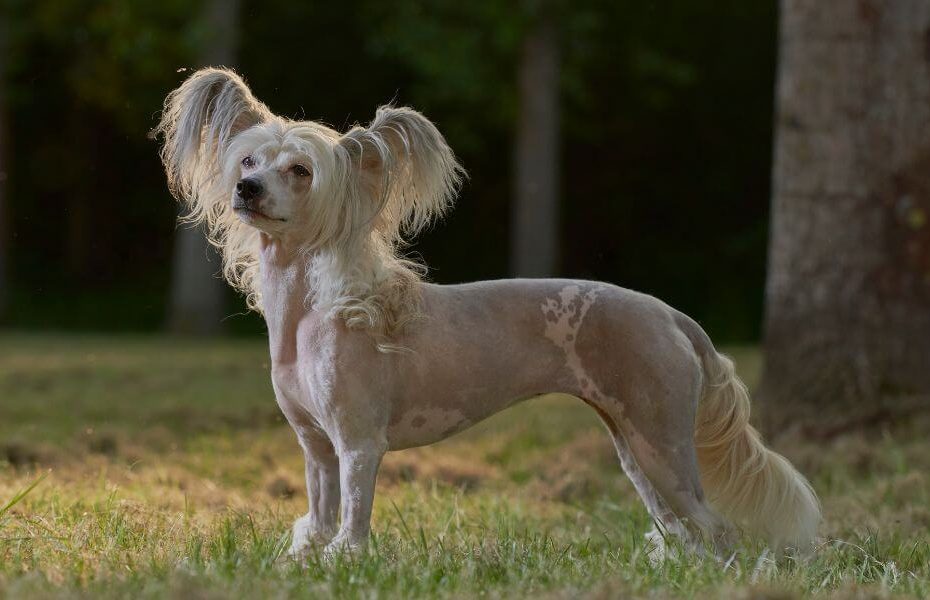 chinese crested dog