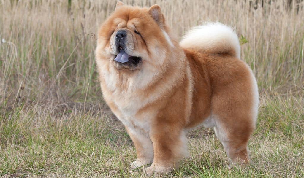 Chow Chow