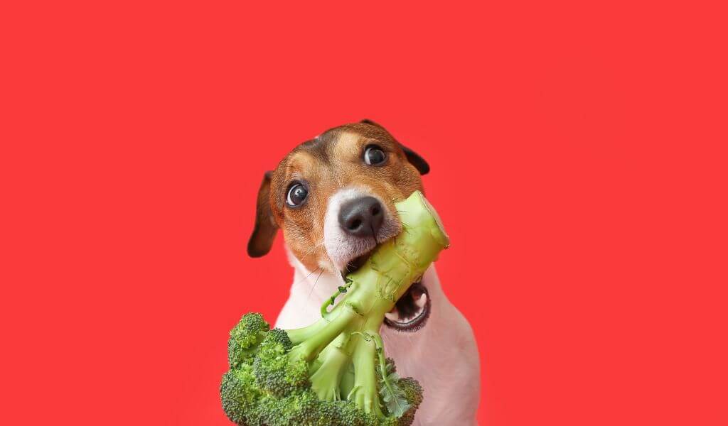 Dogs Eat Broccoli