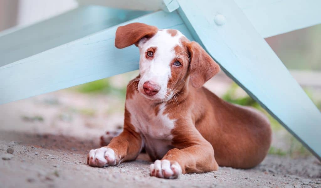 Ibizan Hound