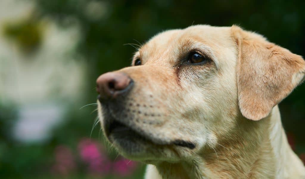 Labrador Retriever