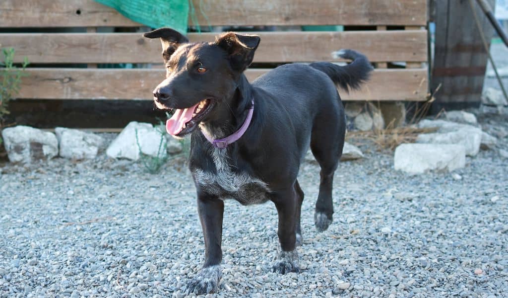 Majorca Shepherd Dog