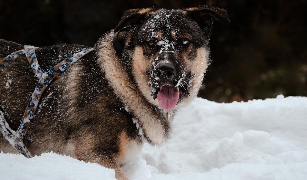 Mastiff Husky Mix