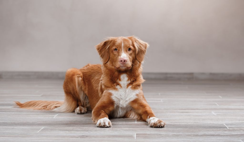 Nova Scotia Duck Tolling Retriever