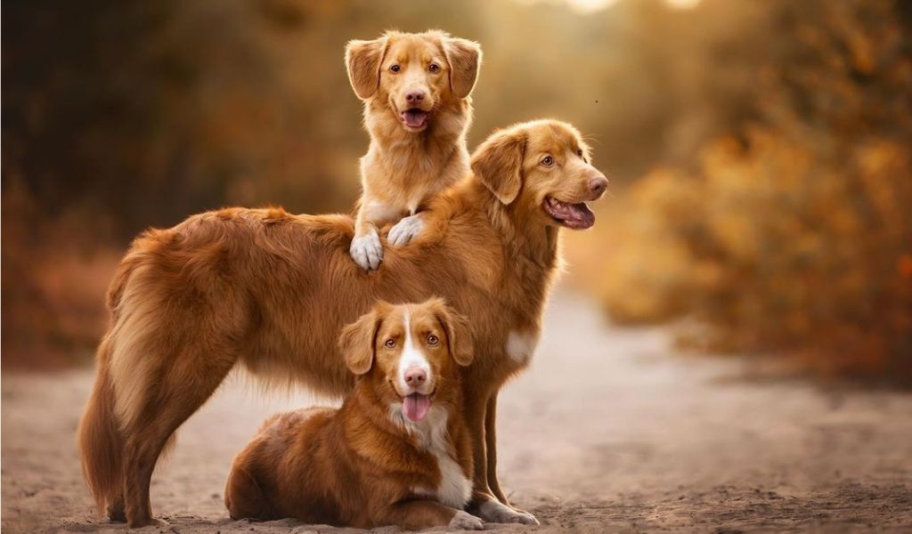 Nova Scotia Duck Tolling Retriever