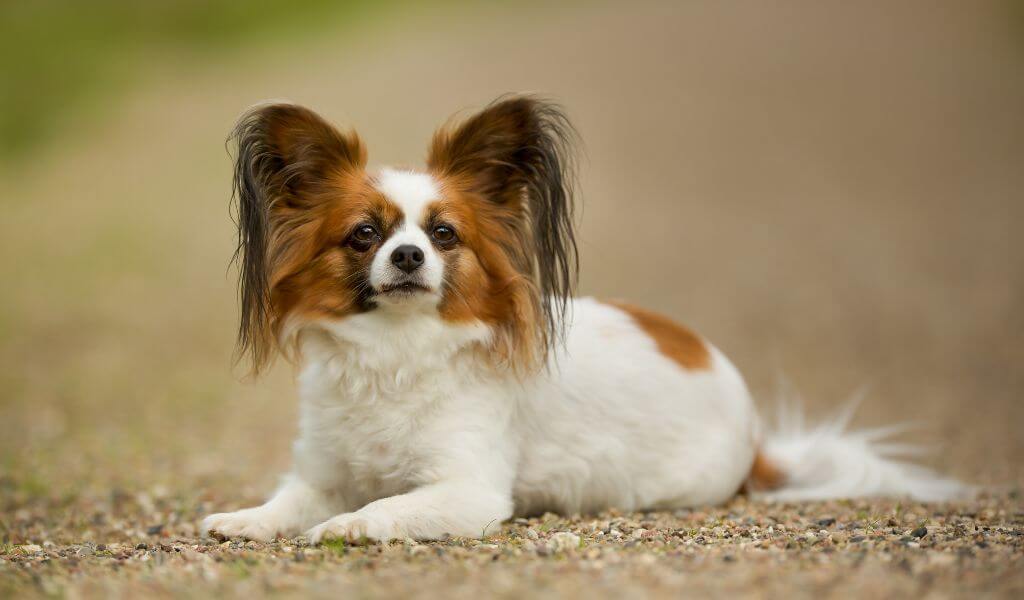 Papillon dog breed