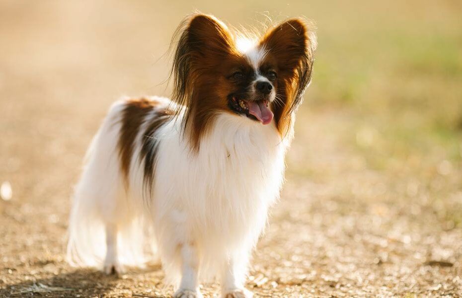 Papillon dog