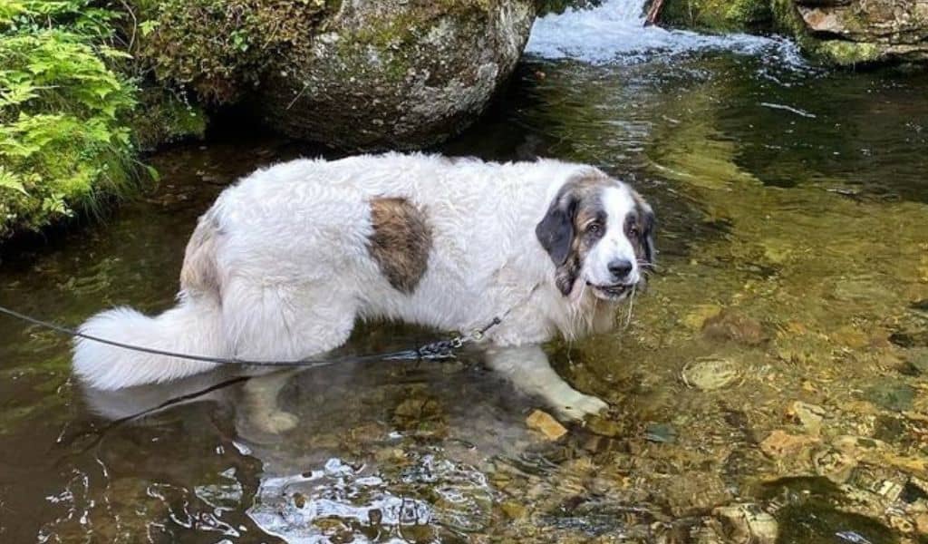 Pyrenean Mastiff