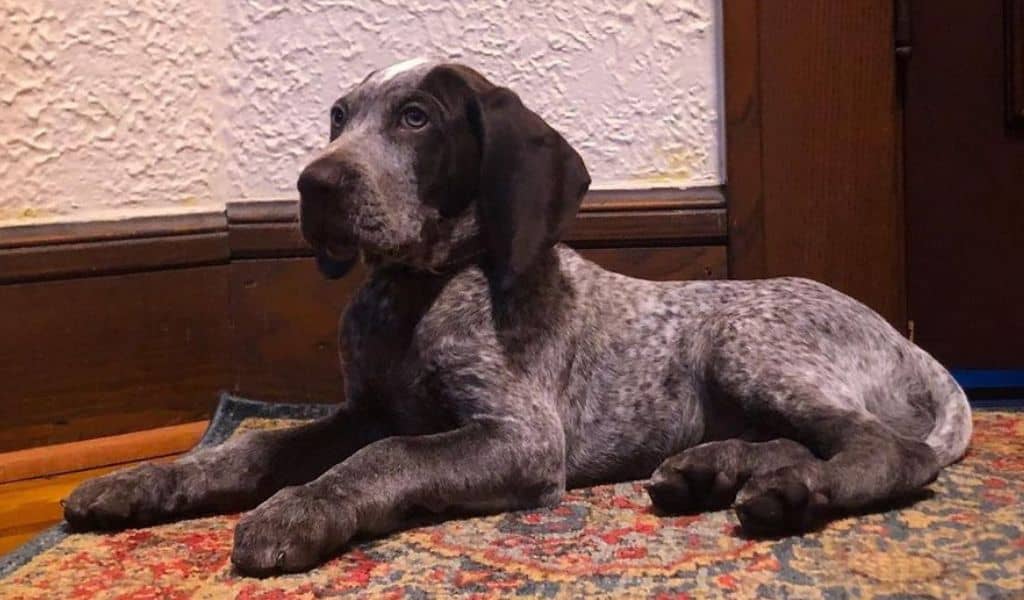 Spanish Pointer