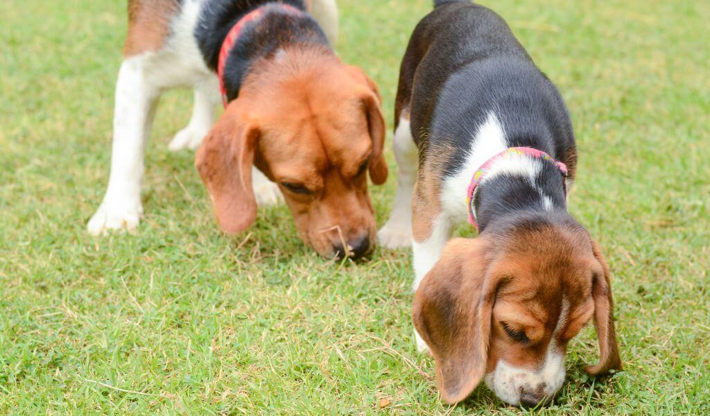 beagle dogs