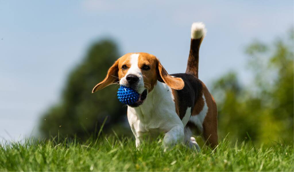 beagle dog 