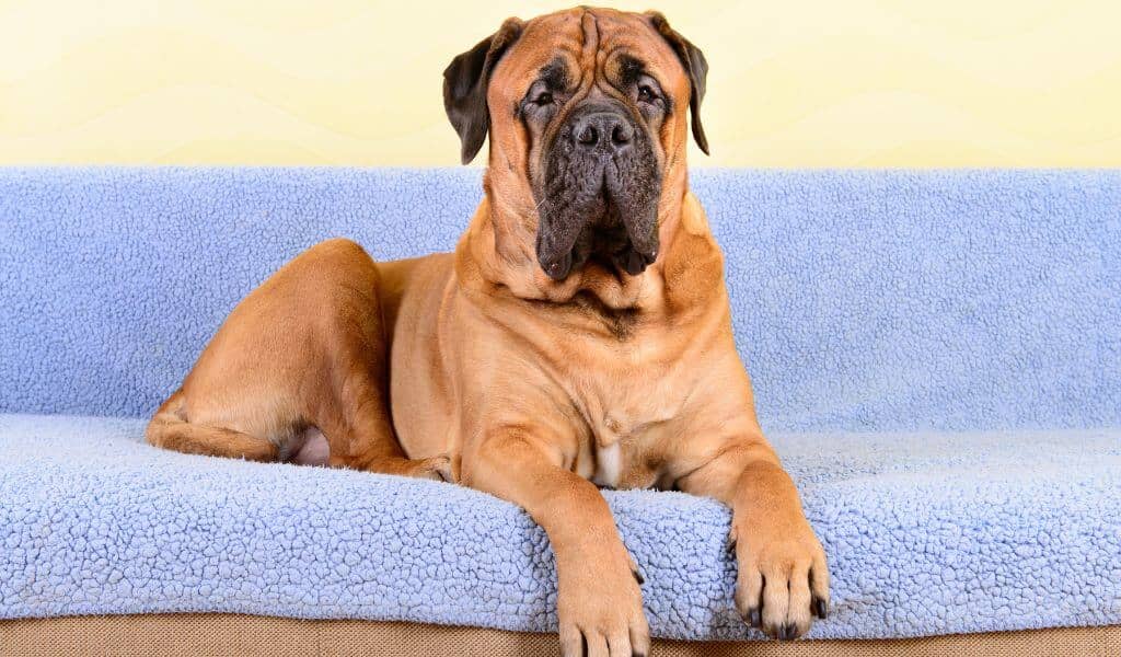 bullmastiff breed