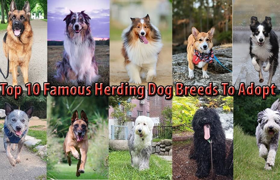 herding dog breeds