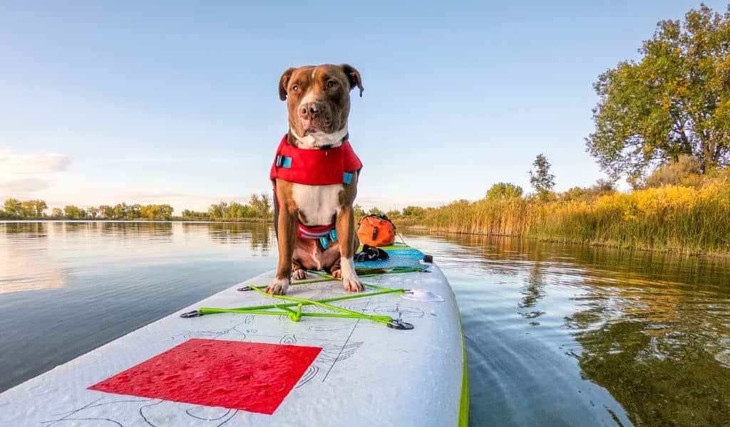 pit bull athletic dog