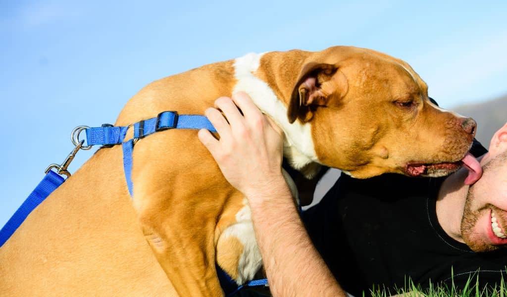 pit bull cuddle