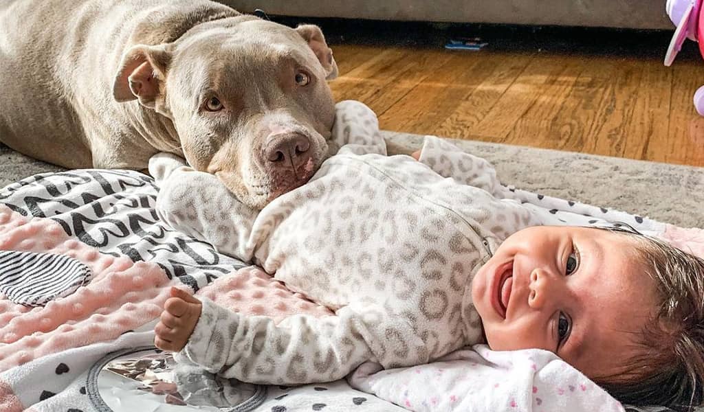 pit bull with kids