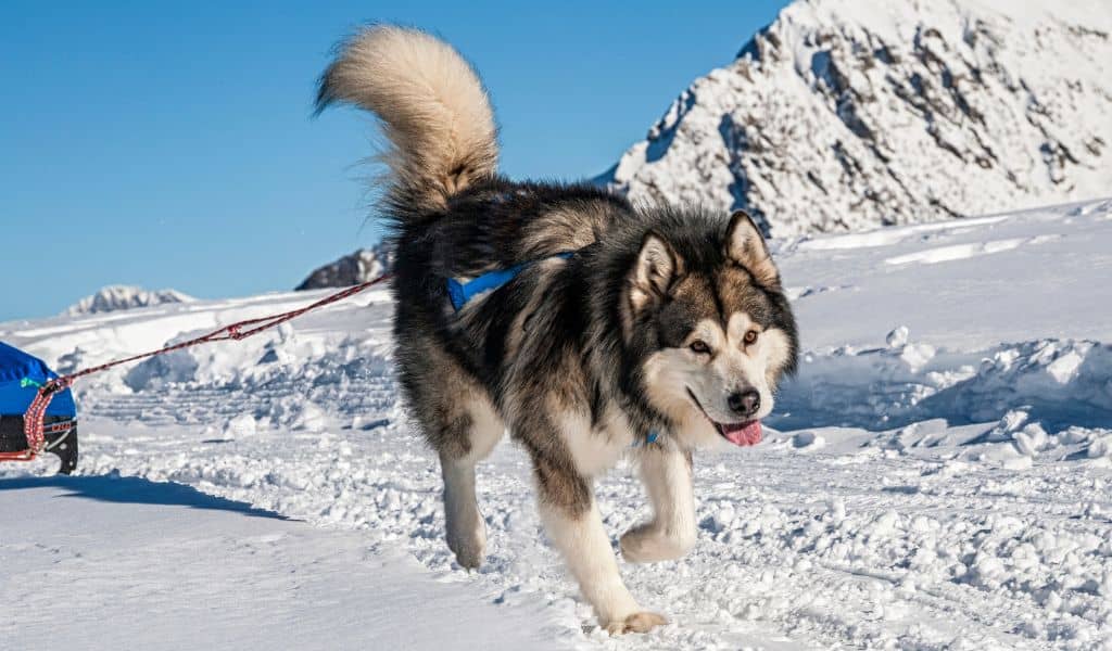 Alaskan Malamute Dog breed