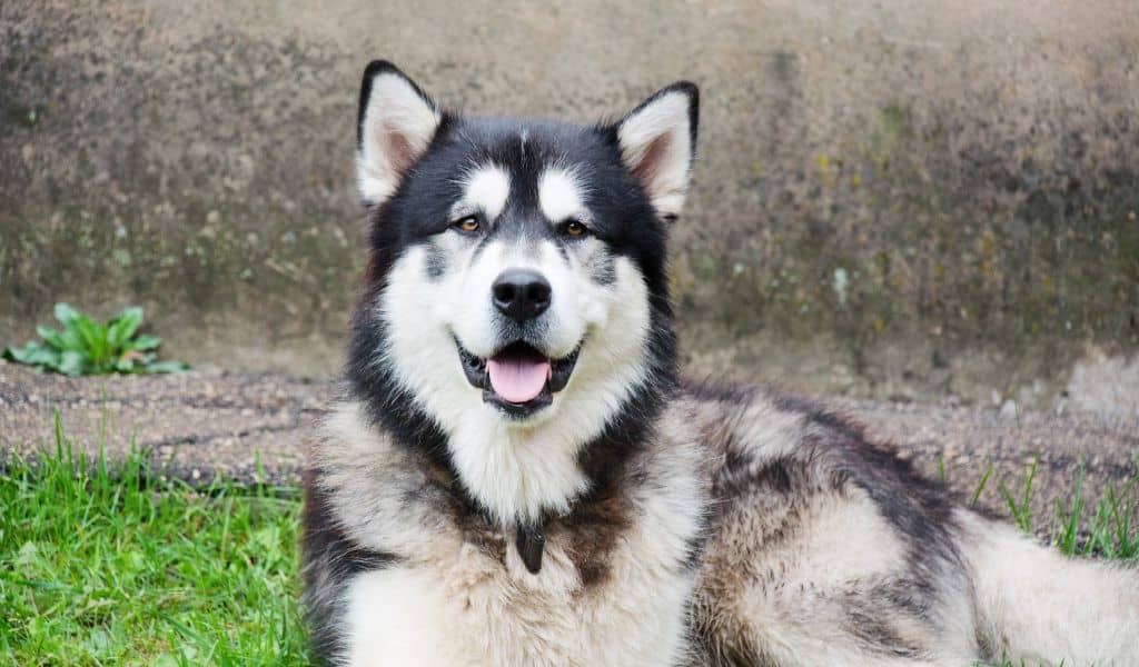 Alaskan Malamute Dog