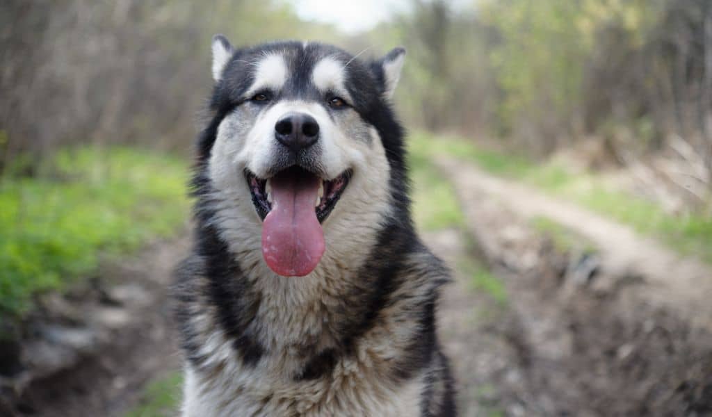 Alaskan Malamute breed