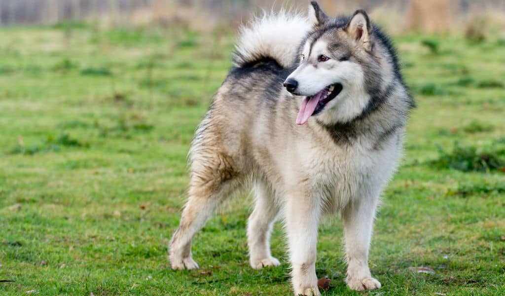 Alaskan Malamute breeds