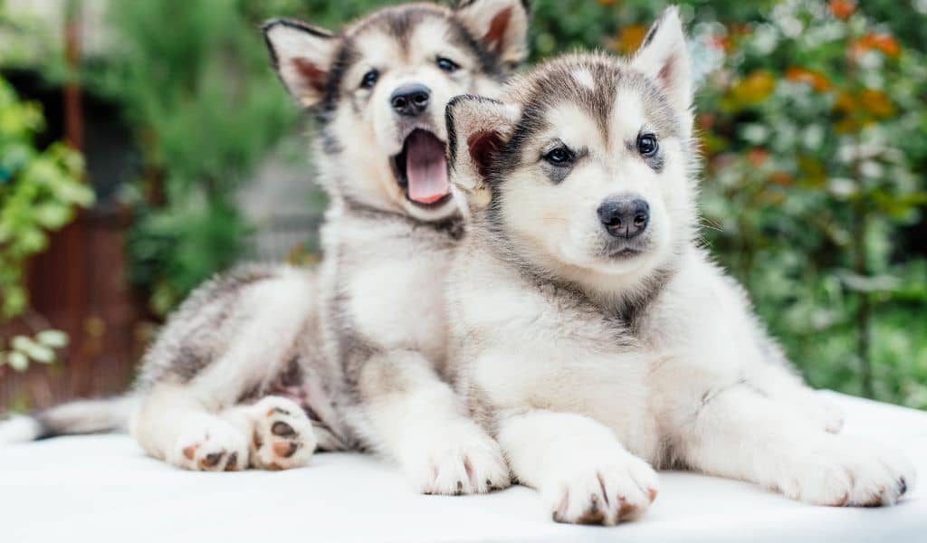 Alaskan Malamute puppy