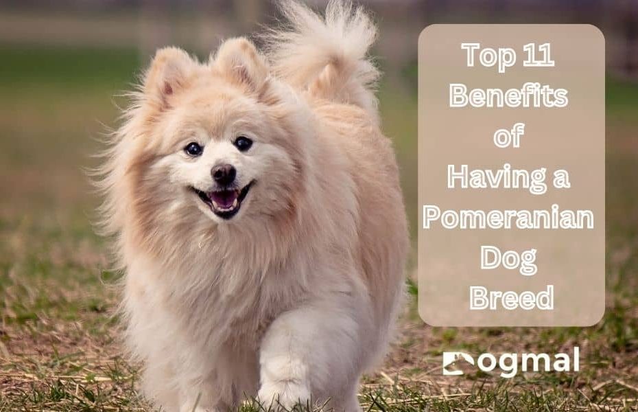 Pomeranian benefits