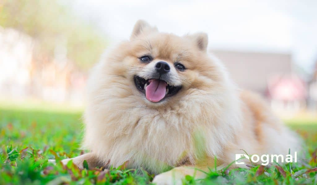 Pomeranian puppy