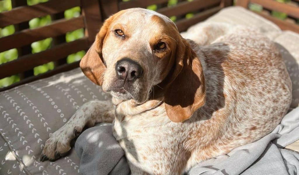 american english coonhound breeds