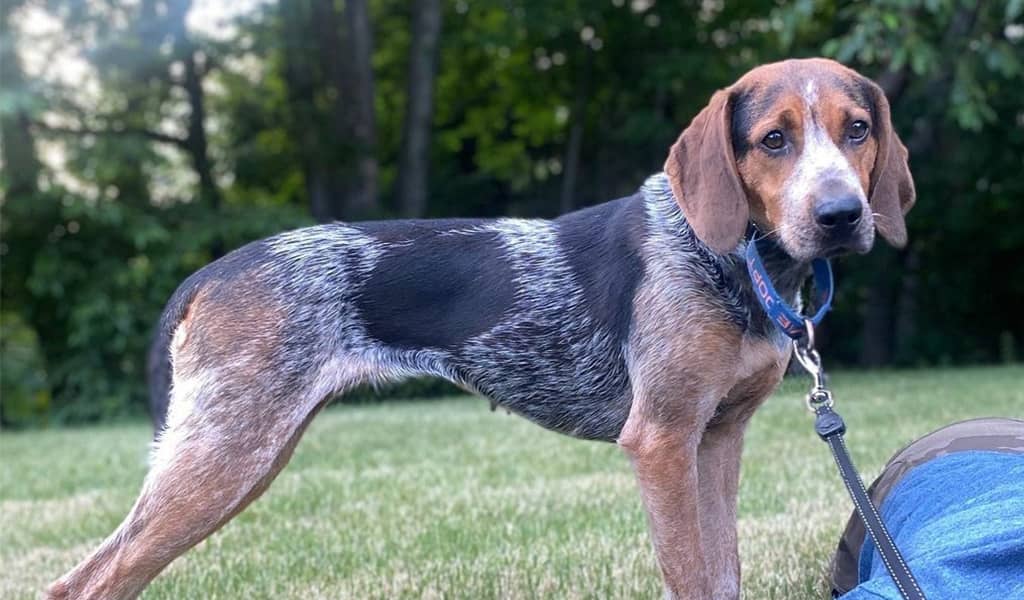 american english coonhound puppy