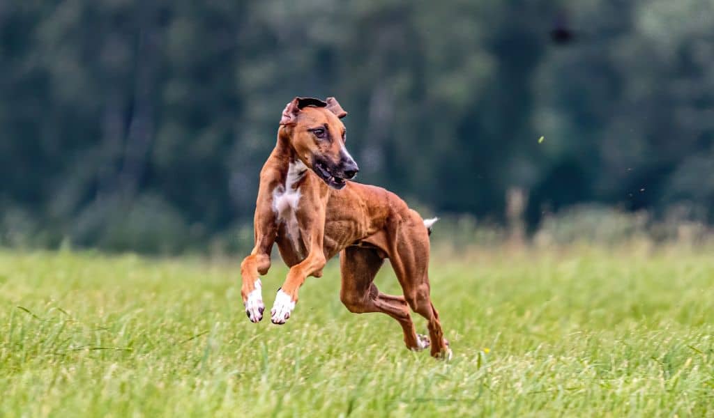 azawakh dog breed