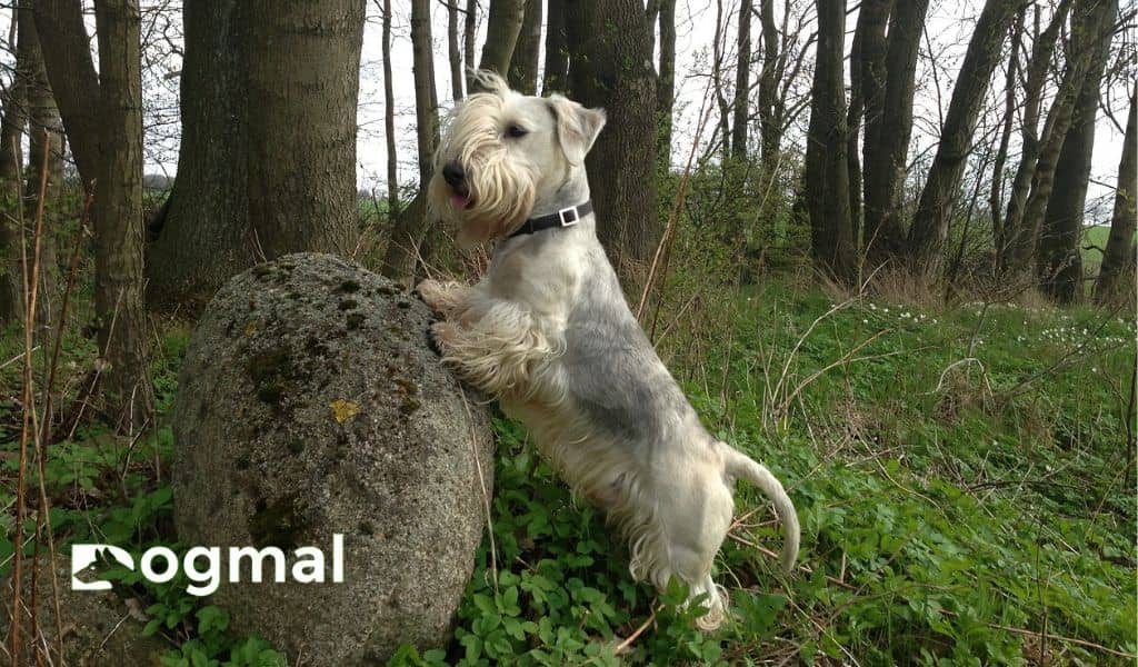 cesky terrier breed