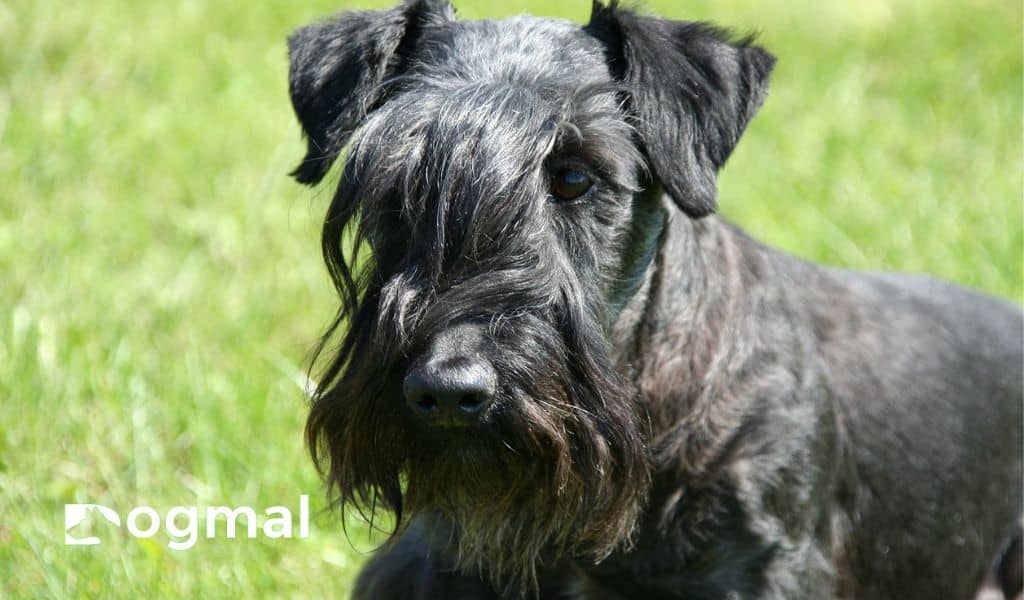 cesky terrier dog breed