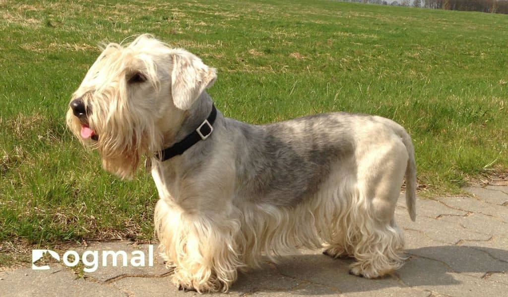 cesky terrier puppy