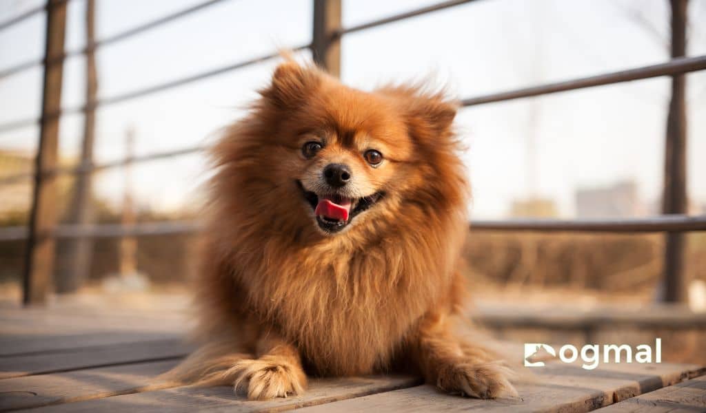 pomeranian dog breed