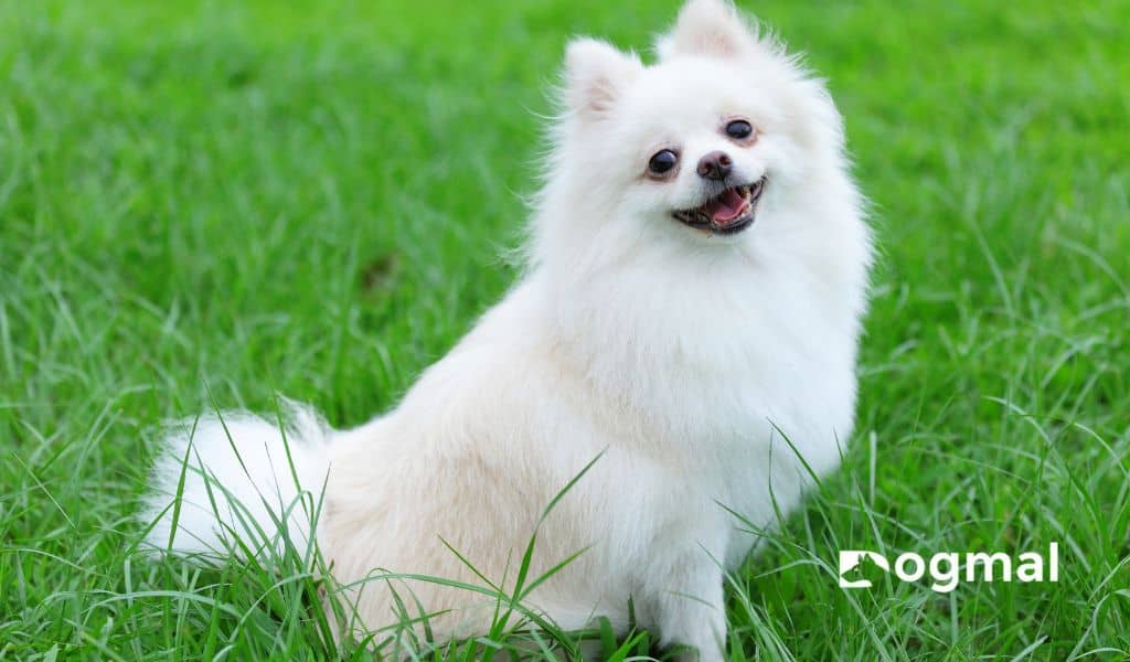 pomeranian dog