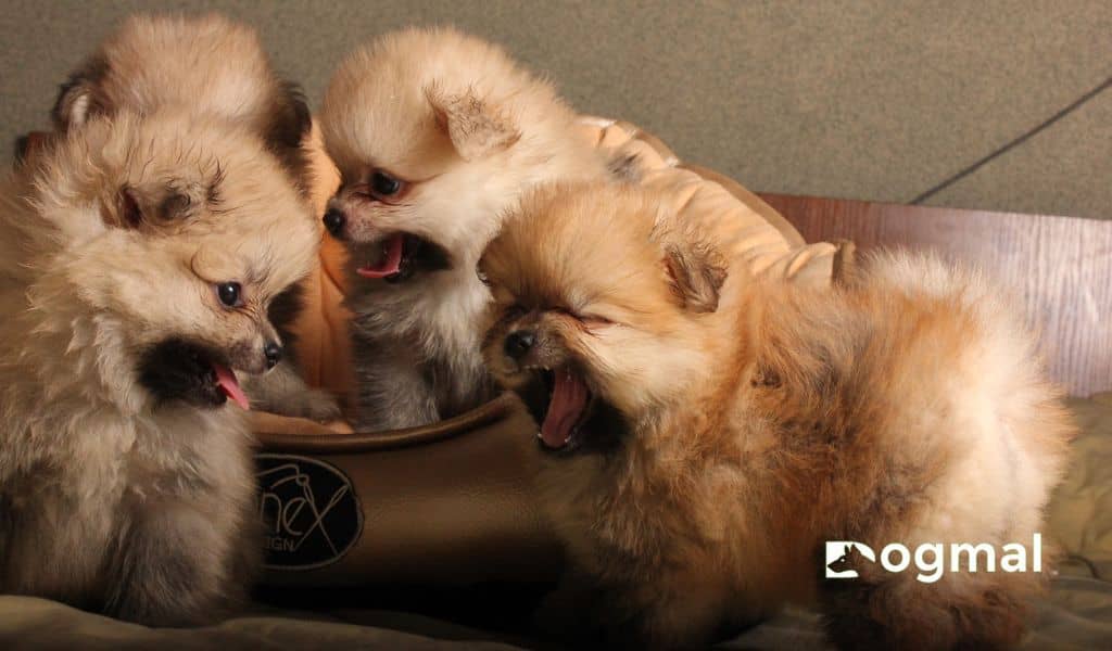 pomeranian puppies