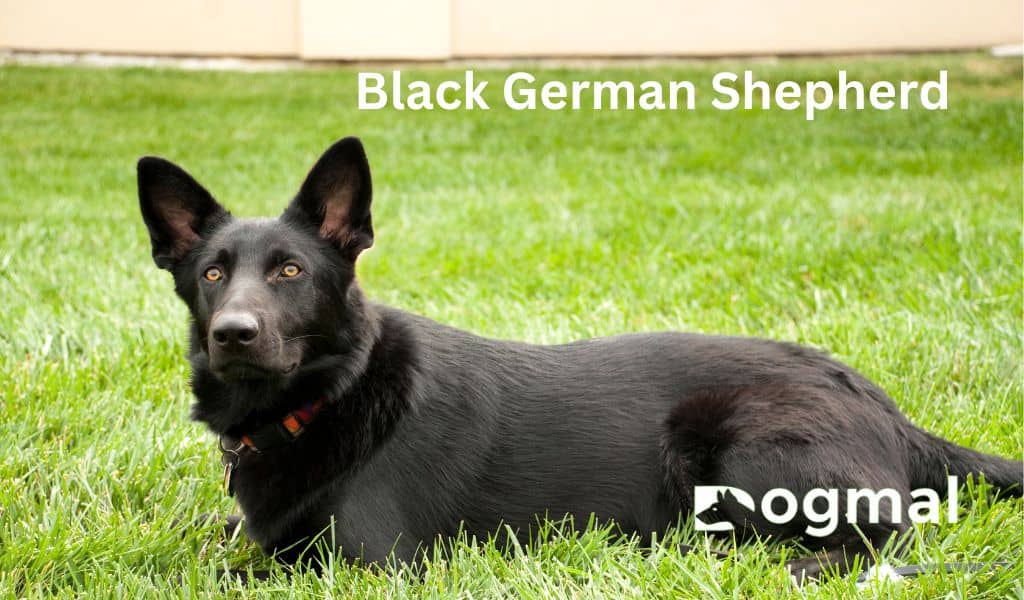 Black German Shepherd