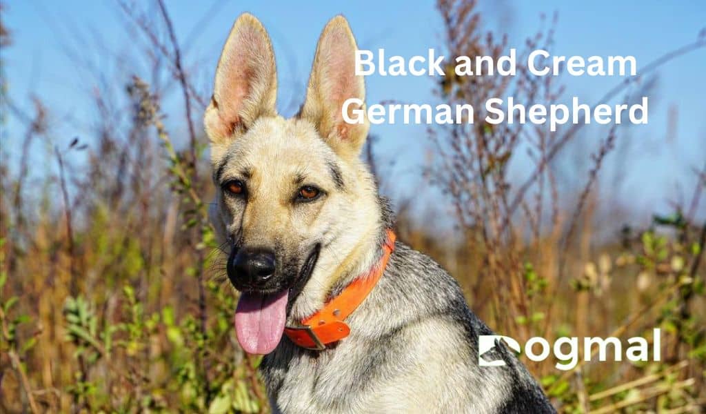 Black and Cream german shepherd