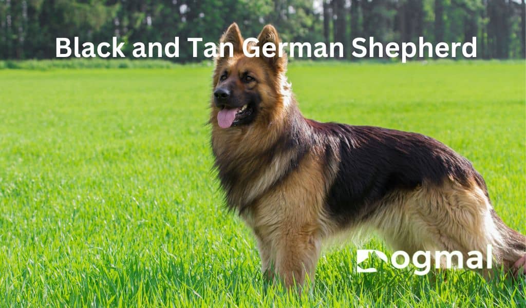  Black and Tan German Shepherd