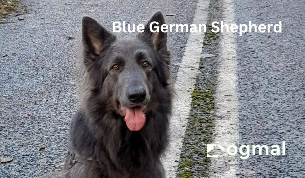 Blue German Shepherd