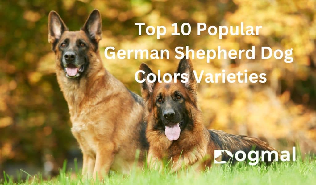 can-purebred-german-shepherd-puppies-have-white-on-their-chest